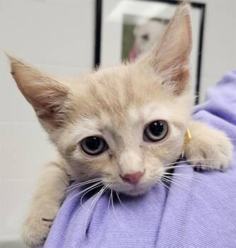 PARMESAN -  Domestic Short Hair Cat for Adoption in St. Louis, Missouri - PARMESAN | PetCurious