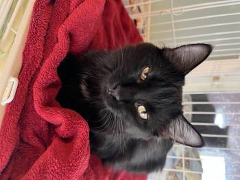 Rescue Domestic Long Hair Cats for Adoption in Moline, Illinois - Hannah Banana | PetCurious