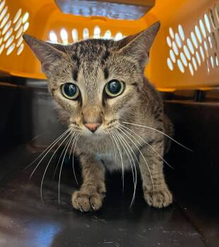 Rescue Domestic Short Hair Cats for Adoption in Dearborn, Michigan - Jaguar | PetCurious