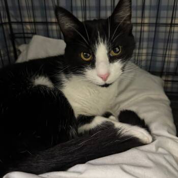 Rescue Domestic Short Hair Cats for Adoption in Mokena, Illinois - Flash | PetCurious