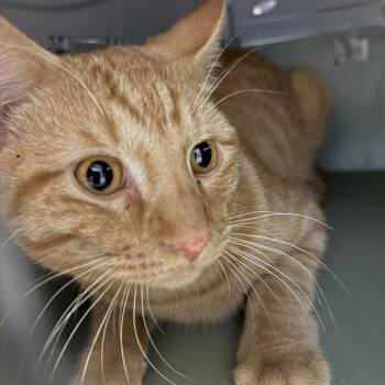 Blango -  Domestic Short Hair Cat for Adoption in Des Moines, Iowa - Blango | PetCurious