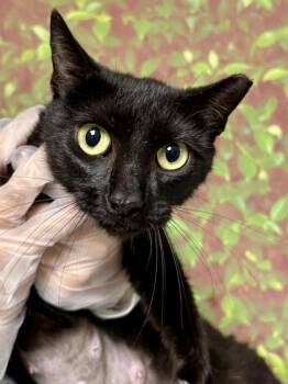 Domestic Short Hair Cats Available for Adoption in San Antonio, Texas - Genie | PetCurious