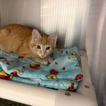 Solana -  Domestic Short Hair Cat for Adoption in Detroit Lakes, Minnesota - Solana | PetCurious