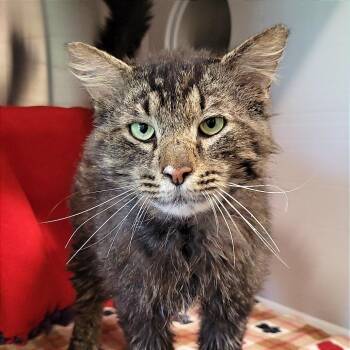 Shakespeare -  Domestic Long Hair Cat for Adoption in Nashville, Indiana - Shakespeare | PetCurious