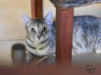 Tiffany -  Domestic Medium Hair Cat for Adoption in Montgomery, Texas - Tiffany | PetCurious