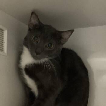 Dot -  Domestic Short Hair Cat for Adoption in Redwood City, California - Dot | PetCurious