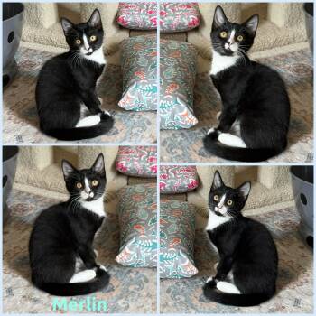 Merlin -  Domestic Short Hair Cat for Adoption in Windy Hills, Kentucky - Merlin | PetCurious