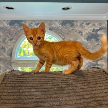 Copper -  Domestic Short Hair Cat for Adoption in Parrish, Alabama - Copper | PetCurious