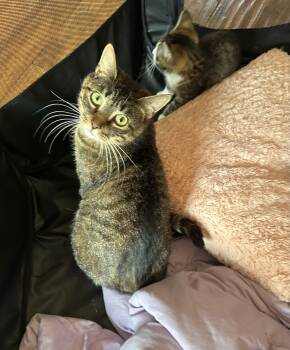 Sarabi -  Domestic Short Hair Cat for Adoption in Cortland, New York - Sarabi | PetCurious