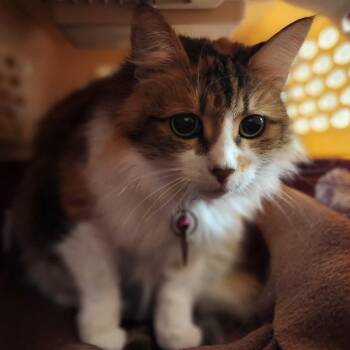 Ginger -  Domestic Medium Hair Cat for Adoption in Reno, Nevada - Ginger | PetCurious