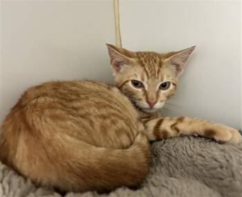 Rescue Domestic Short Hair Cats for Adoption in Hayward, California - OLIVER | PetCurious