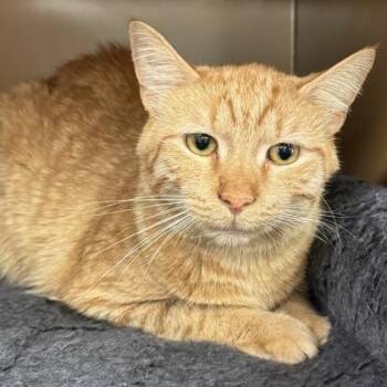 Scotty $25 -  Domestic Short Hair Cat for Adoption in Seneca, South Carolina - Scotty $25 | PetCurious