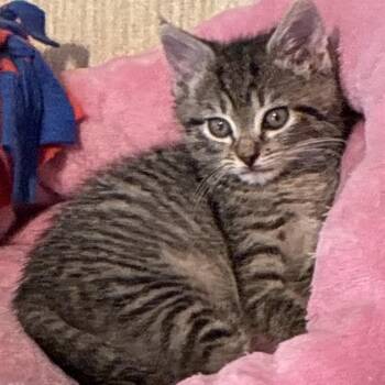 Sunbeam -  Domestic Short Hair Cat for Adoption in Cumming, Georgia - Sunbeam | PetCurious