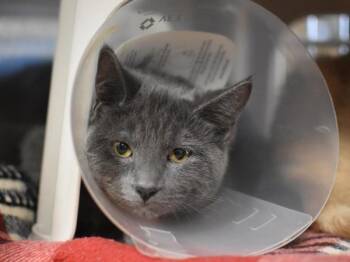 Granite -  Domestic Short Hair Cat for Adoption in Portland, Oregon - Granite | PetCurious