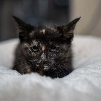 Lindsay -  Domestic Short Hair Cat for Adoption in Gainesville, Georgia - Lindsay | PetCurious