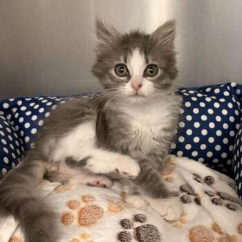 Belle -  Domestic Medium Hair Cat for Adoption in Marshall, Virginia - Belle | PetCurious