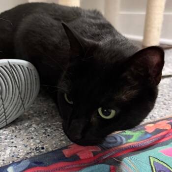 Domestic Short Hair Cats Available for Adoption - Widow | PetCurious