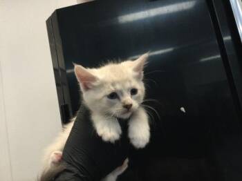 Domestic Short Hair Cats Available for Adoption in Thousand Palms, California - A1914986 | PetCurious