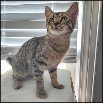 Aerie -  Domestic Short Hair and Tabby Cat for Adoption in Roswell, Georgia - Aerie | PetCurious