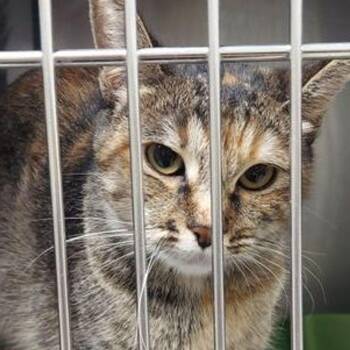 Zara -  Domestic Short Hair Cat for Adoption in Lake Havasu City, Arizona - Zara | PetCurious