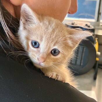 Higgins -  Domestic Short Hair Cat for Adoption in Chattanooga, Tennessee - Higgins | PetCurious