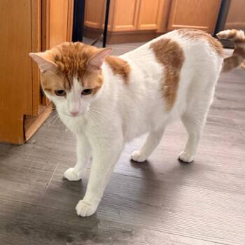 Bennie -  Domestic Short Hair Cat for Adoption in Las Vegas, Nevada - Bennie | PetCurious