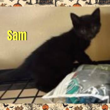 Sam -  Domestic Medium Hair Cat for Adoption in Red Lodge, Montana - Sam | PetCurious
