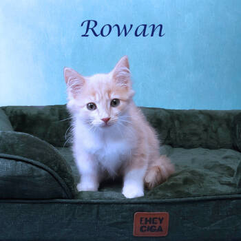 Rescue Domestic Short Hair Cats for Adoption in Lebanon, Tennessee - Rowan C25-287 | PetCurious
