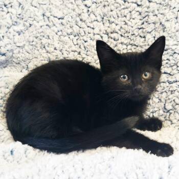 Hayden -  American Shorthair Cat for Adoption in Mt. Juliet, Tennessee - Hayden | PetCurious