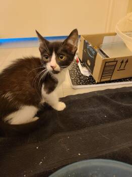 Rescue Domestic Short Hair and Tuxedo Cats for Adoption in Greensboro, Georgia - Curio - Winterville, GA | PetCurious