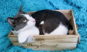 Turkish Van Cats Available for Adoption in St. Augustine, Florida - Raviloi | PetCurious