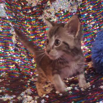 Bamboo -  Domestic Short Hair Cat for Adoption in Jefferson City, Tennessee - Bamboo | PetCurious