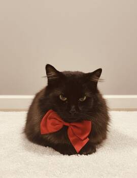 Domestic Long Hair Cats Available for Adoption - Moon | PetCurious