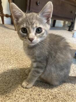 Penny -  Domestic Short Hair Cat for Adoption in Oceanside, California - Penny | PetCurious
