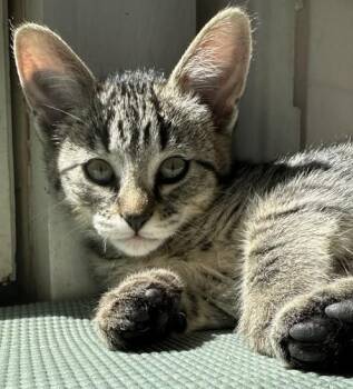 Valentina -  Domestic Short Hair Cat for Adoption in Denver, Colorado - Valentina | PetCurious