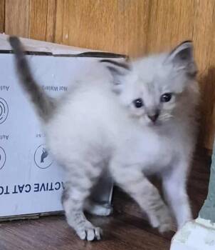 Siamese Cats Available for Adoption in New Braunfels, Texas - Yoda | PetCurious