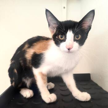 Domestic Short Hair Cats Available for Adoption - Desdemona (C000-529) -  Costa Mesa Location | PetCurious
