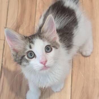 Dot Matrix Derbyshire -  Domestic Medium Hair Cat for Adoption in Morrison, Colorado - Dot Matrix Derbyshire | PetCurious