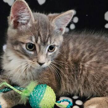Nutty Buddy -  Domestic Short Hair Cat for Adoption in Spokane, Washington - Nutty Buddy | PetCurious
