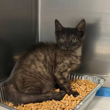 Aloe -  Domestic Short Hair Cat for Adoption in Greensboro, North Carolina - Aloe | PetCurious