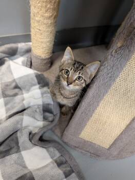 Jasmine -  Domestic Short Hair Cat for Adoption in Cape Girardeau, Missouri - Jasmine | PetCurious