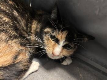 Domestic Short Hair Cats Available for Adoption - Sprinkles | PetCurious