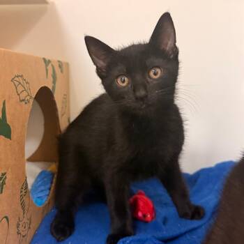 Domestic Short Hair Cats Available for Adoption in Reno, Nevada - Makoa | PetCurious