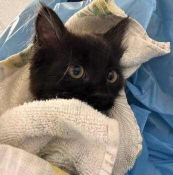 Skip -  Domestic Medium Hair and Domestic Short Hair Cat for Adoption in Roseville, California - Skip | PetCurious