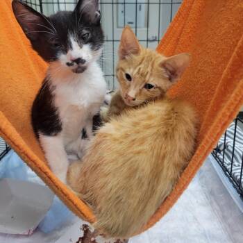 Lincoln -  Domestic Short Hair Cat for Adoption in Westminster, California - Lincoln | PetCurious