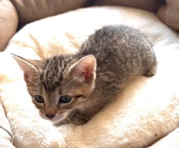 Lime -  Domestic Short Hair Cat for Adoption in North Babylon, New York - Lime | PetCurious