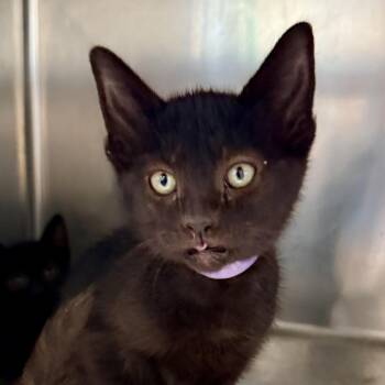 Domestic Short Hair Cats Available for Adoption in Palm Springs, California - Nigiri | PetCurious