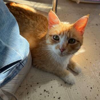 Domestic Short Hair Cats Available for Adoption in Chico, California - CHEESY GORDITA CRUNCH | PetCurious