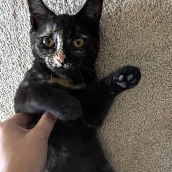 Ember ARC2026-460 -  Domestic Short Hair Cat for Adoption in Akron, New York - Ember ARC2026-460 | PetCurious