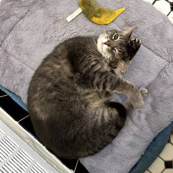 Rescue Domestic Short Hair Cats for Adoption in Fairfax Station, Virginia - Zoey | PetCurious